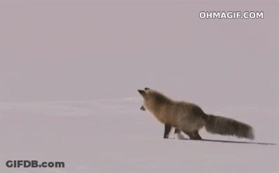 Red Fox Jumping Over Snowy Field GIF