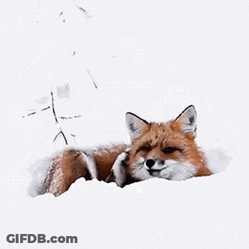 Red Fox Laying In Snow Looking At Camera GIF