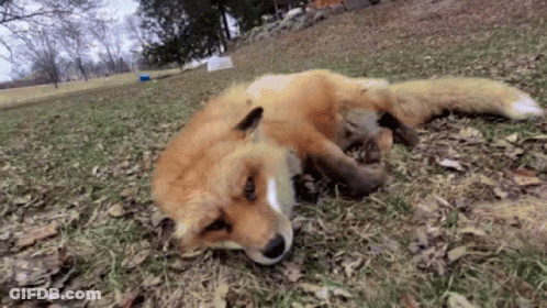 Red Fox Lying On Back In Grass GIF