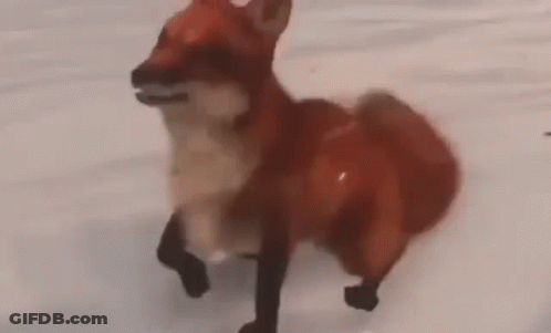 Red Fox Running In Snow GIF