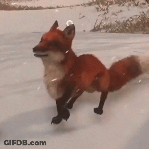 Red Fox Running Through Snow GIF