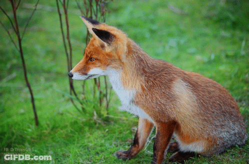 Red Fox Sitting In Grass Looking Right GIF