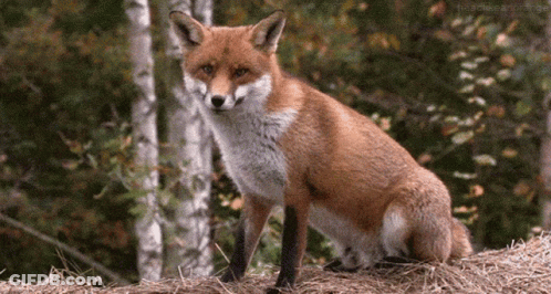 Red Fox Sitting On Hay In Woods GIF