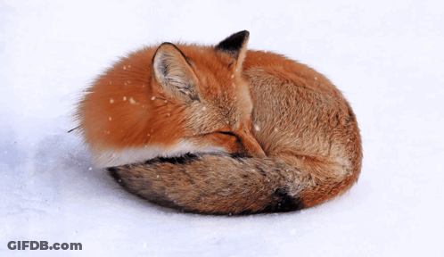 Red Fox Sleeping In Snow GIF