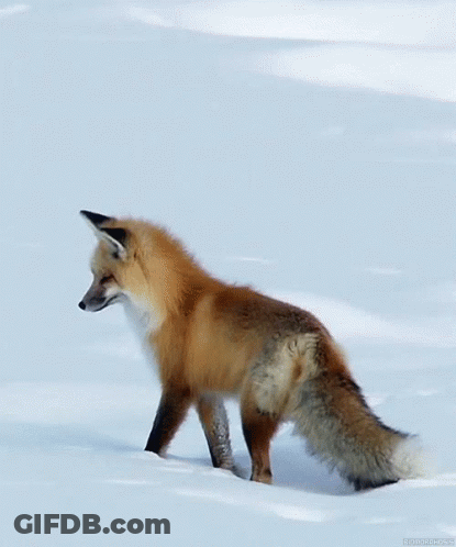 Red Fox Standing In Snow GIF