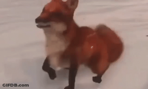 Red Fox Walking In Snow GIF