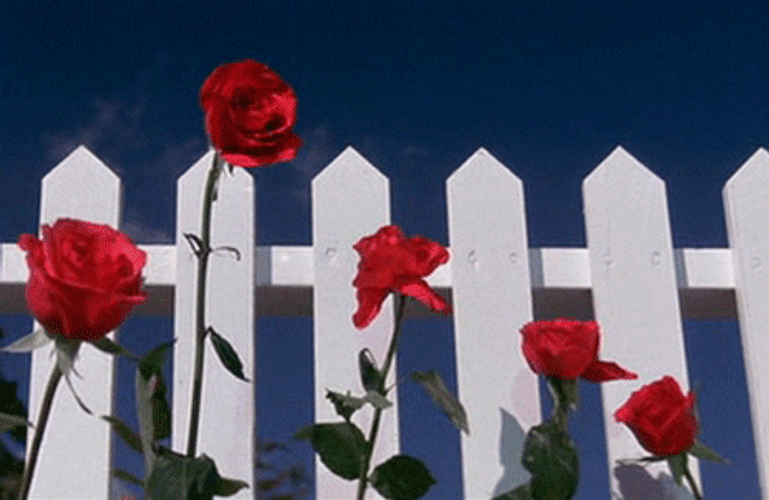 Red Garden Rose GIF
