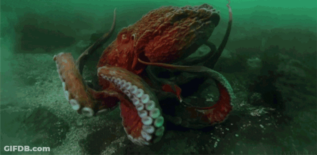 Red Giant Octopus Under The Sea GIF