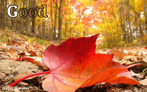Red Leaf On Ground Saying Good GIF