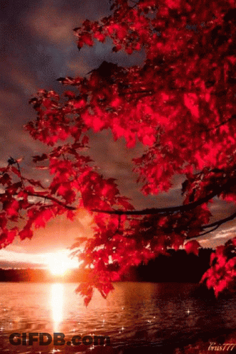 Red-Leafed Tree By Water GIF