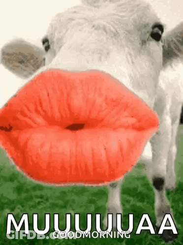 Red Lips Cow Blowing Kiss Good Morning GIF