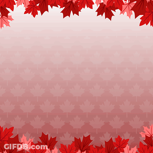 Red Maple Leaves On A Pink Background With A Gradient GIF