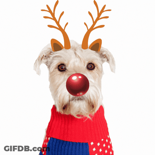 Red Nose Sleigh Christmas Dog GIF