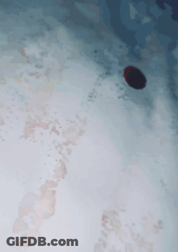 Red Object On White Surface GIF