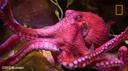 Red Octopus With National Geographic Logo GIF