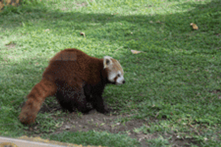 Red Panda At The Park GIF
