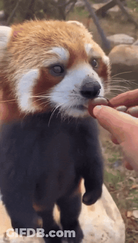 Red Panda Being Fed By Person GIF