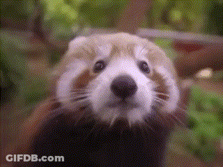 Red Panda Close Up Looking At Camera GIF