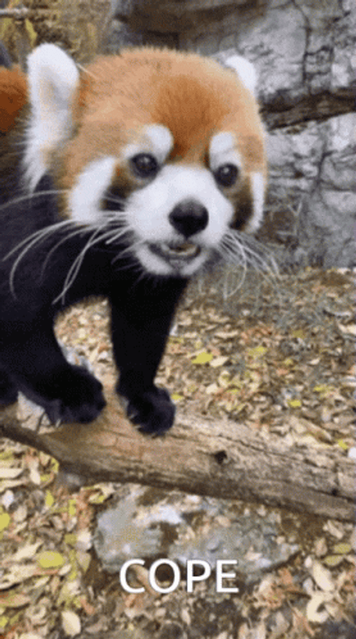 Red Panda Cope GIF