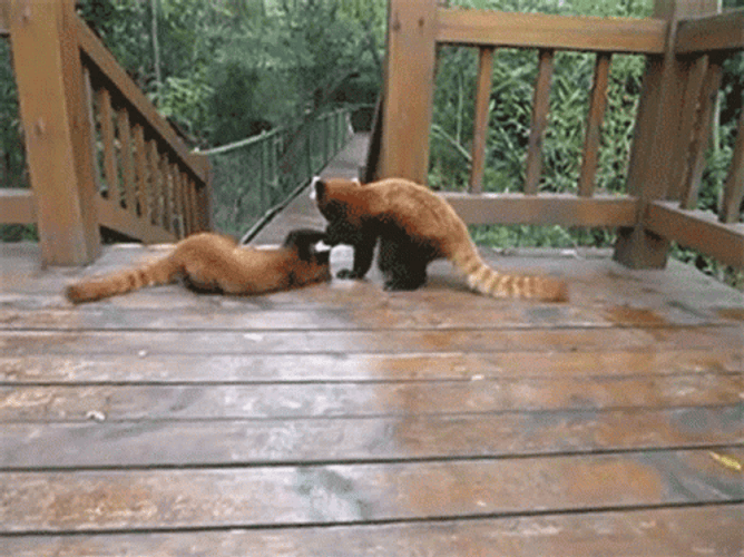 Red Panda Cuddling Fight GIF