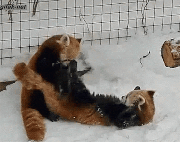Red Panda Cuddling In Snow GIF