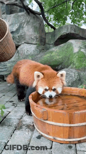 Red Panda Drinking From Wooden Bucket GIF