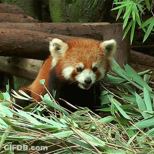 Red Panda Eating Bamboo Leaves GIF