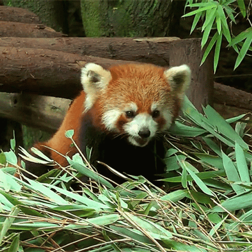 Red Panda Eating Bamboo Leaves GIF
