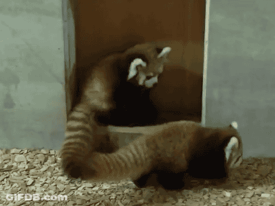 Red Panda Eating Food GIF