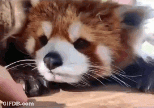 Red Panda Eating Food GIF