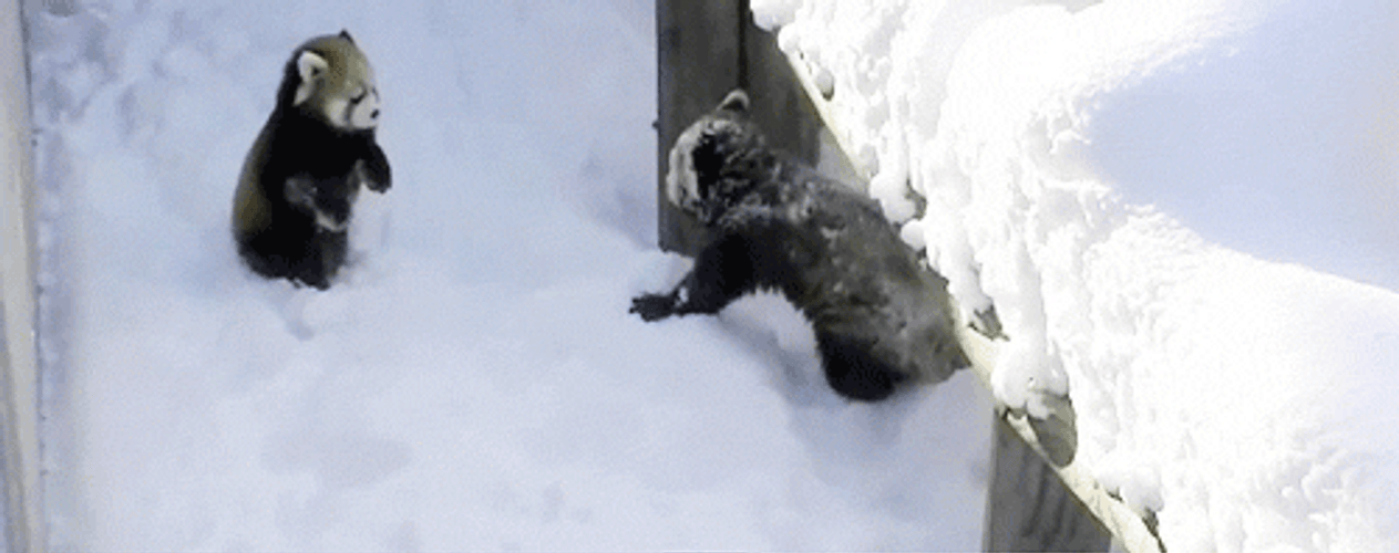 Red Panda Enjoying Snow GIF