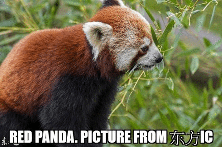 Red Panda Feeding On Leaves GIF