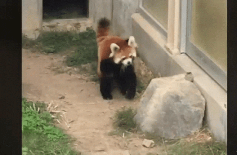 Red Panda Fighting A Rock GIF