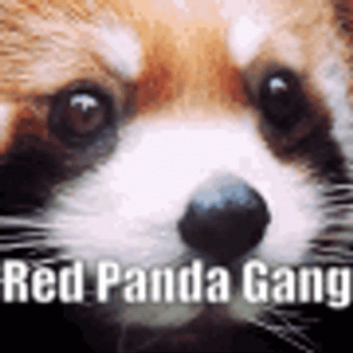 Red Panda Gang Close Up GIF