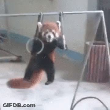 Red Panda Hanging Upside Down Holding Rings GIF