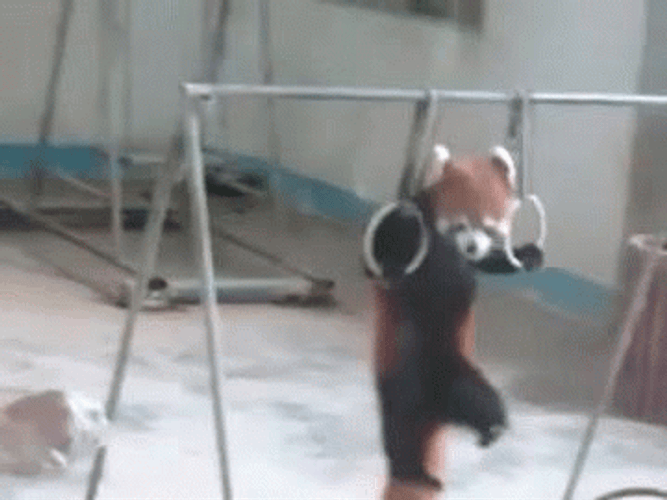 Red Panda In Monkey Ring GIF