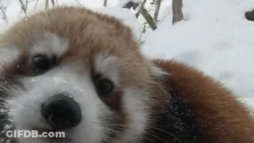 Red Panda In Snow Looking At Camera GIF