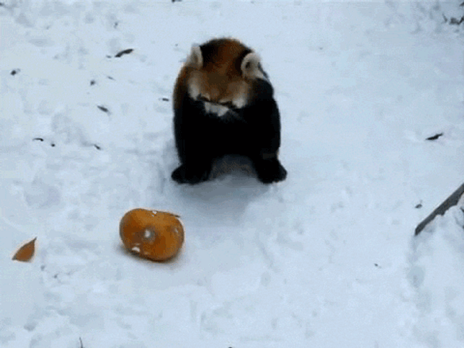 Red Panda In Snow GIF