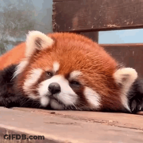 Red Panda Laying On Back On Wooden Ledge GIF