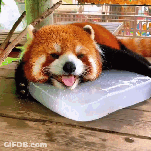 Red Panda Laying On Ice Block With Tongue Out GIF