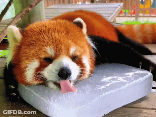 Red Panda Laying On Ice With Tongue Out GIF