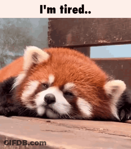 Red Panda Laying On Wooden Bench Says I'm Tired GIF