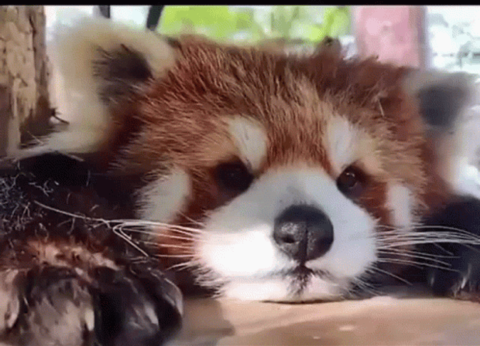 Red Panda Nose Boop GIF