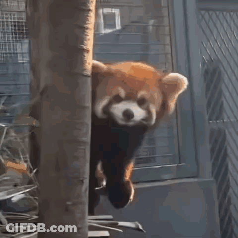 Red Panda Peeking Out Of Cage GIF