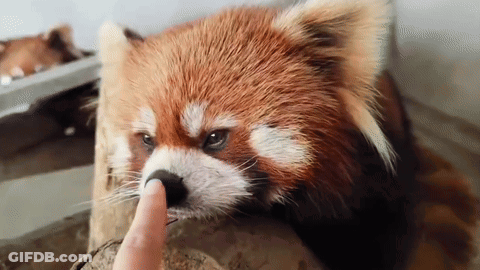 Red Panda Petting Finger GIF