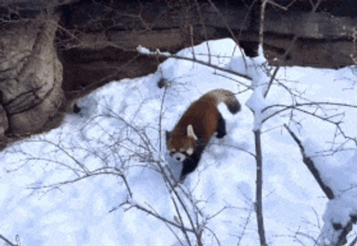 Red Panda Rolling In Snow GIF