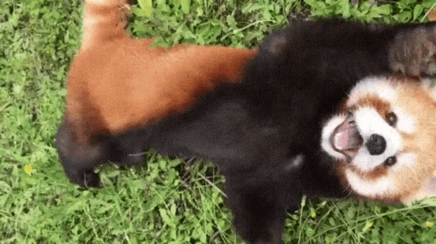 Red Panda Rolling On Ground GIF