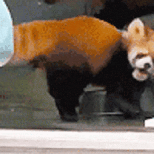 Red Panda Screaming GIF