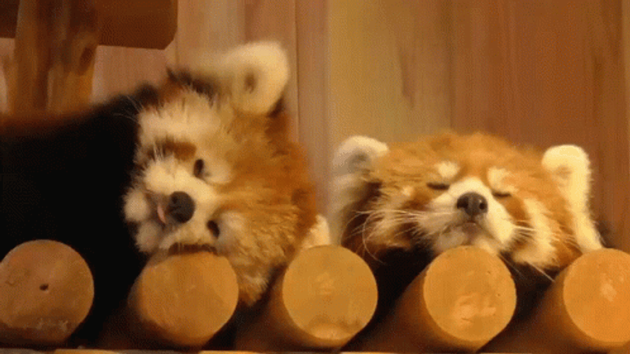 Red Panda Shaking Head GIF