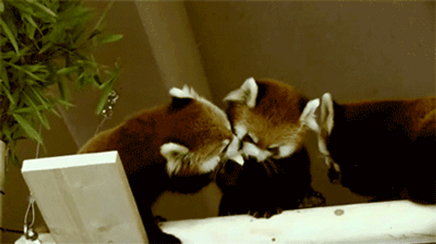 Red Panda Sharing Food GIF